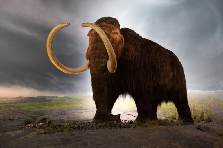 Woolly mammoth, Royal Victoria Museum